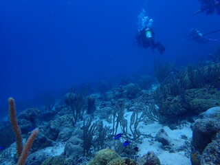 Obraz premium divers