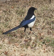 bird resting on the grass