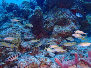 Naklejka na ściany i meble colorful fish in the reef 
