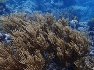 coral reef in the ocean 
