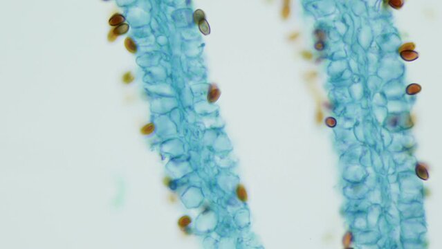 Study of adaptability and symbiosis of fungal spores under a microscope. A unique life form. Heterotrophy, multicellular structure and spore formation of fungal fruiting bodies, teraforming of planets