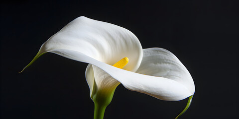 Alone white Calla lily flower on a black background.
