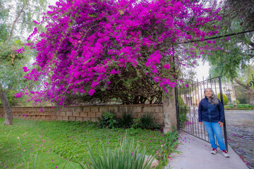 Entrance to hacienda with huge purple bougainvillea, smiling mature Latin American woman standing...