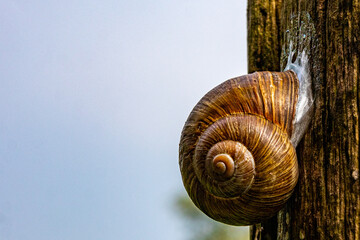Closeup of a land snail attached to bark of a tree with blurred light blue background, gastropod...