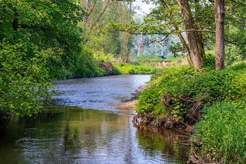 Fototapeta na wymiar River landscape with green leafy trees and wild vegetation surrounding Geul river, Dutch nature park Ingendael, calmly flowing water stream, sunny spring day in South Limburg in the Netherlands