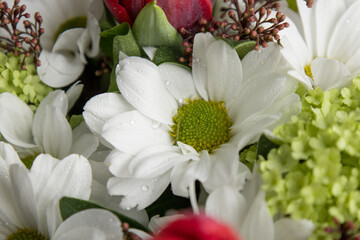 Bunch of colorful blooming flowers and spring blossom