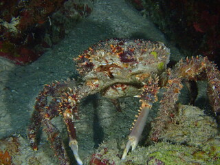 spider crab 