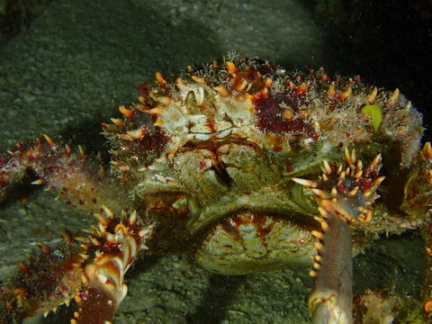 spider crab 
