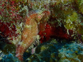 red sea horse
