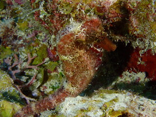 Fototapeta na wymiar red sea horse