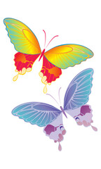2 butterflies vector illustration