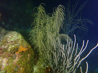 Fototapeta na wymiar coral reef in the night 
