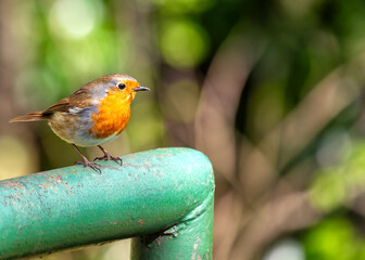 Robin Red Breast (Erithacus rubecula) - Europe, western Asia & North Africa