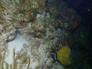 scuba diving in the reef 