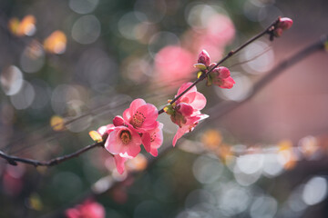 Pink flowers of Japanese quince in the spring. Shallow depth of field. - 759017927