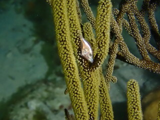 scuba diving in the reef 