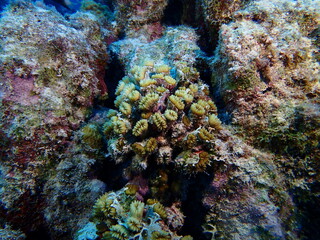 Naklejka na ściany i meble coral reef in the ocean 