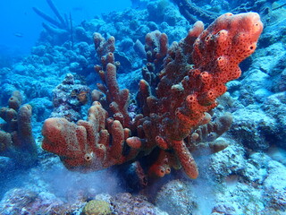 Fototapeta na wymiar coral reef in the ocean 
