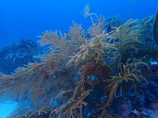 Fototapeta na wymiar scuiba diving in the coral reef 