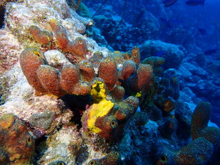 scuiba diving in the coral reef 