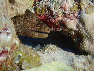 moray eel  in the reef 