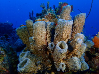 scuiba diving in the coral reef 