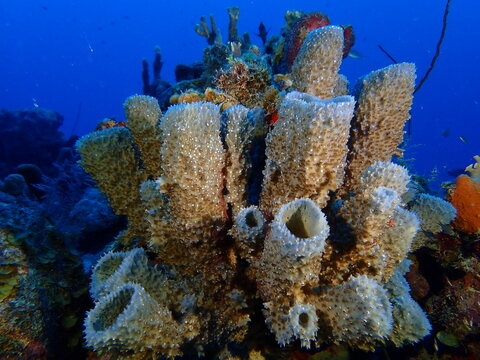 scuiba diving in the coral reef 