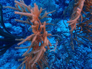 scuba diving coral reef 