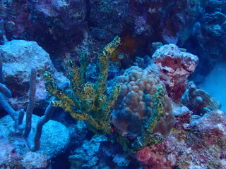 Naklejka na ściany i meble scuba diving coral reef 