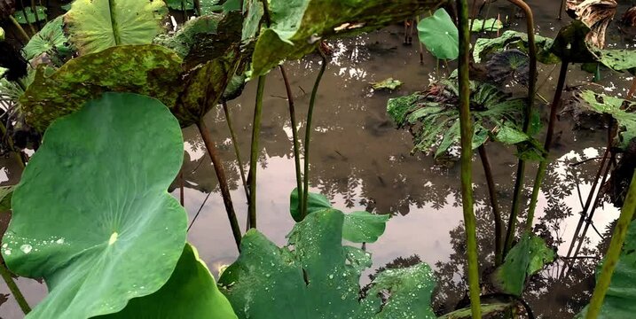 plants that grow wild in freshwater ponds that are no longer maintained