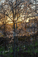 tramonto in primavera @ i giardini di ottavia, roma