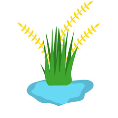 the grass above collects water