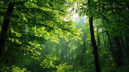 Obraz premium A picturesque forest with bright green deciduous trees surrounded by leaves. With the sun shining