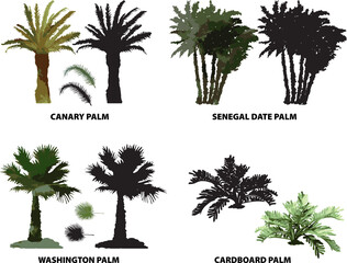 palm trees florida canary senegal date washington cardboard palm vector tropical florida watercolor...
