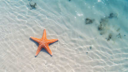 Fototapeta na wymiar Starfish in blue ocean water. Summer background with copy space. Sunny summer day. Sandy beach. Sea star on white sand under water.