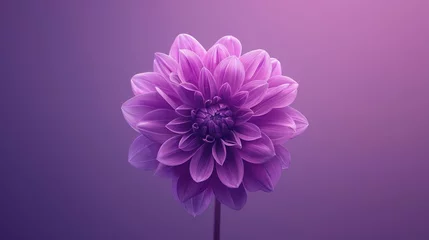 Poster A close-up view of a vibrant purple flower standing out against a lush purple background, creating a visually striking contrast --ar 16:9 --stylize 250 Job ID: db52d24b-3d92-4bec-8487-1fdbfc0bf48c © garpinina