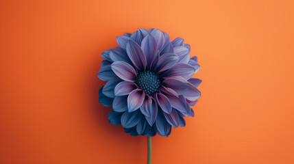 close up di  di fiore viola vibrante  che si staglia su un rigoglioso sfondo arancione, creando un...