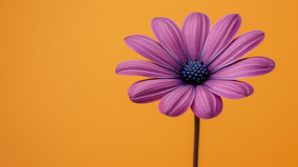close up di  di fiore viola vibrante  che si staglia su un rigoglioso sfondo arancione, creando un contrasto visivamente sorprendente, spazio per testo, formato rettangolare - obrazy, fototapety, plakaty