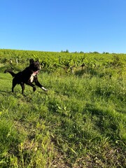 Naklejka premium Black dog