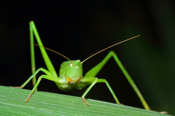 close up of Green grasshopper (Hexacentrus japonicus)