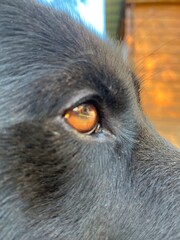 Black dog eyes