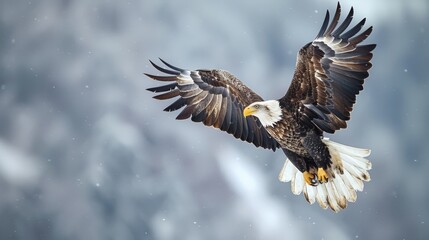 Fototapeta premium In the midst of falling snow, a bald eagle with outstretched wings soars with regal poise, surveying the wintry landscape below.