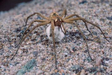 wolf spider on the ground, Pisaura mirabilis female with egg sac. The females remain with the eggs until they hatch..Sardinia, Italy
