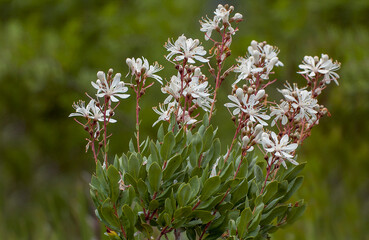 The showy white flowers of the evergreen shrub, Tarflower, Bejaria racemosa. Isolated on a blurred background.