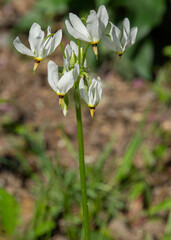 Flowers and stem of the Shooting Star, Primula meadia, with unique inverted star-shaped white...