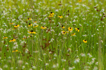 A meadow of yellow black-eyed Susan flowers and white starrush in a moist prairie habitat.