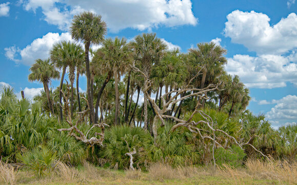 Beautiful Cabbage (Sabal) Palms and Saw Palmetto hammock interweaved with weathered snags. A bright blue sky with puffy white clouds adds to this tropical scene.