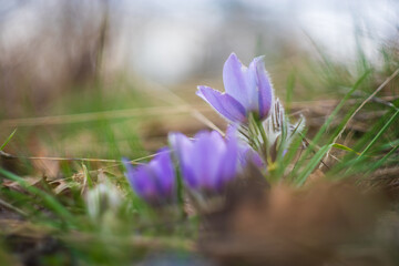 Beautiful purple spring flower in the meadow - Pulsatilla grandis. Photographed with an old lens and a mirrorless camera