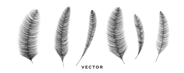 Black Fluffy Feathers. Vintage Art Realistic Quill Feathers for Pen. Isolated Design Elements. Silhouette Bird Plume Set. Vector Illustration.