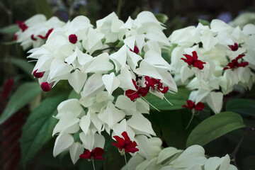 White flowers Clerodendrum thomsoniae close-up. A flower Clerodendrum thomsoniae in the greenhouse.